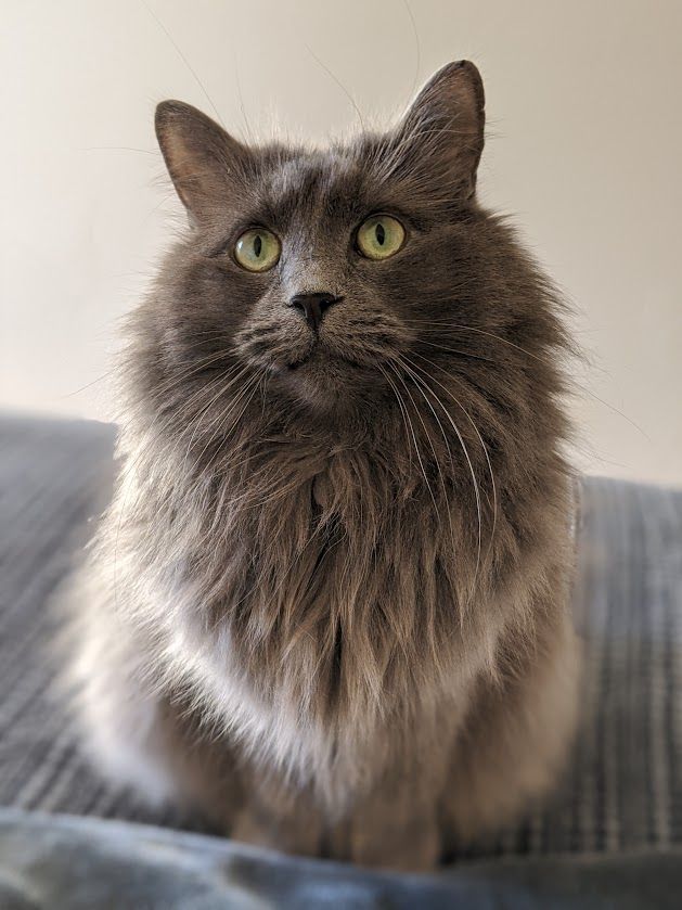 Harriet